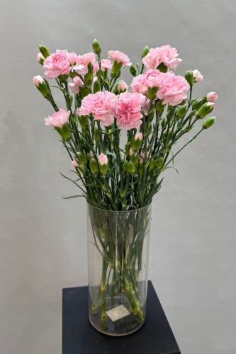 кустовая гвоздика